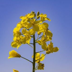 РЖТ ПЯЦЦОЛА