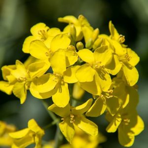 РЖТ ПОЗЗНАНЬ