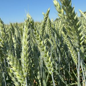 РЖТ КРЕАЦІОН