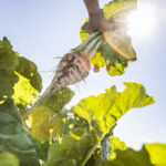Sugar-beet_with-light_200713_str_0734