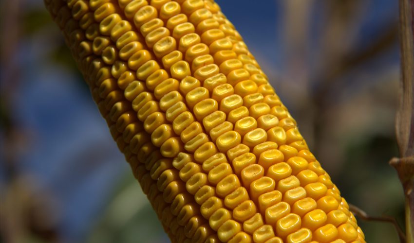 RAGT-AT-MAIS-Dragster