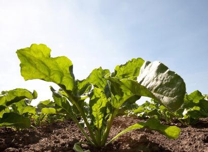 sugar-beet-2