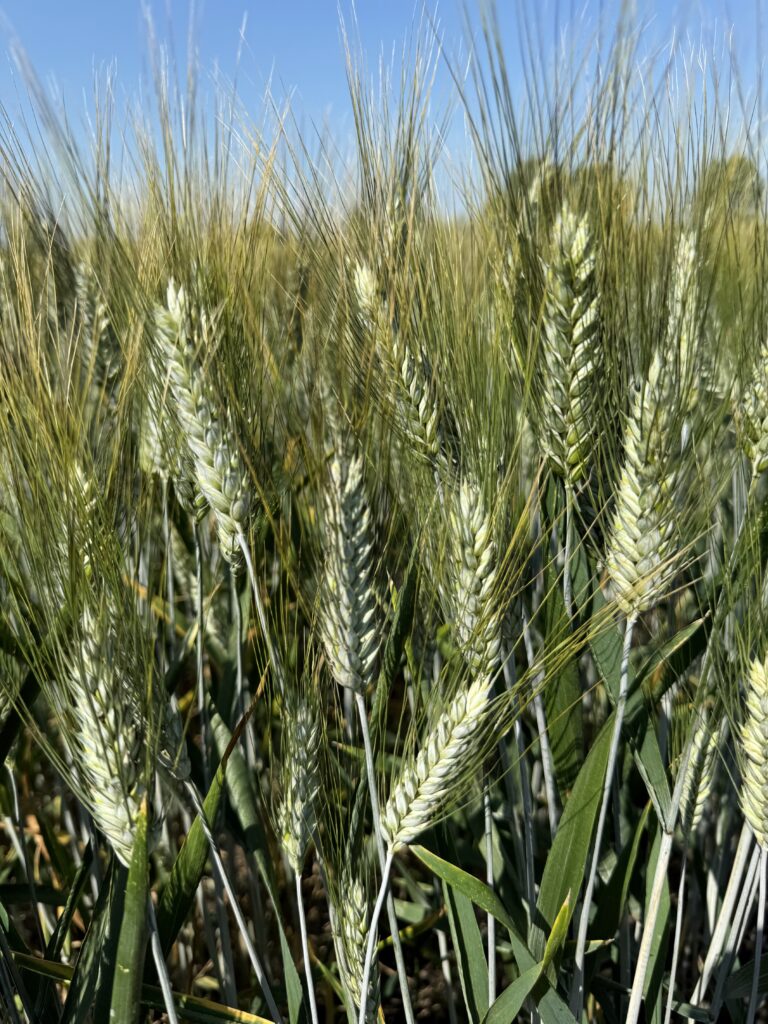 Мұсылмандық секс